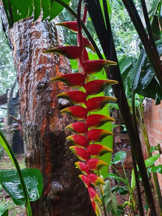 Posada Iguazu Colibri Puerto Iguazú Exterior foto